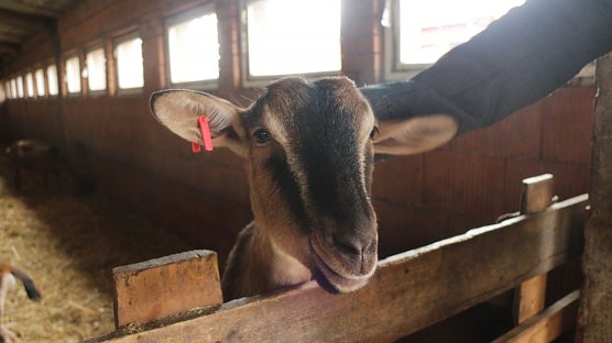 Auf der Ziegenalm in Sophienhof wurde wieder L&auml;mmerfest gefeiert (Foto: Angelo Glashagel)