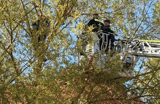 Auf die B&auml;ume... (Foto: privat)