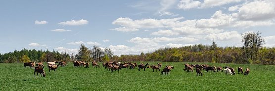 L&auml;mmerfest auf der Ziegenalm Sophienhof (Foto: vgf)
