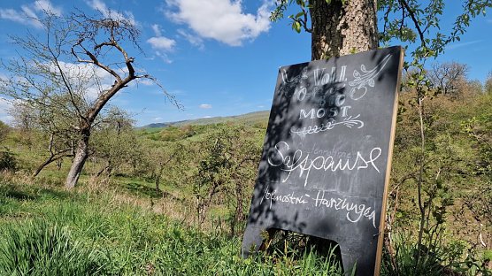 Idylle pur inmitten der Kulturlandschaft - zum "Tag der Streuobstwiese" wurde zur Wiese am Rosenteich bei Neustadt geladen (Foto: agl)