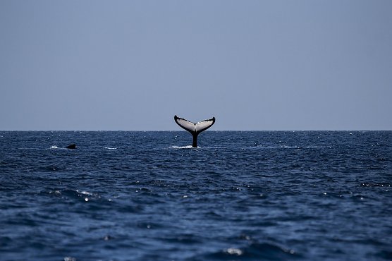 Wal auf offener See (Beispielbild) (Foto: Pixabay)