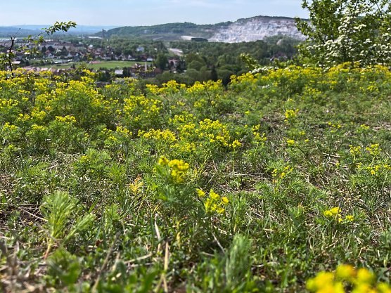 Symbolbild Frühling (Foto: ssc) Symbolbild Frühling (Foto: ssc)