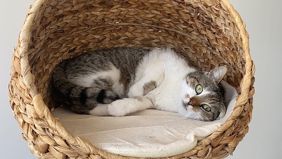 Symbolbild Katze (Foto: Tierheim Nordhausen)