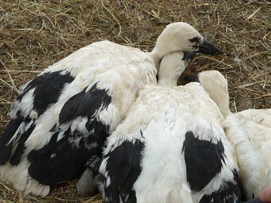 3 Jungstörche mit Identifikationsberingung (Foto: Angelo Glashagel) 3 Jungstörche mit Identifikationsberingung (Foto: Angelo Glashagel)
