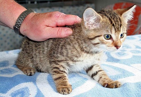 Suche neues Herrchen (Foto: rh)