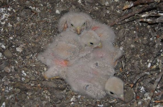 falken (Foto: hentrich)