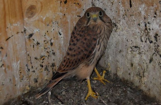 falken (Foto: hentrich)