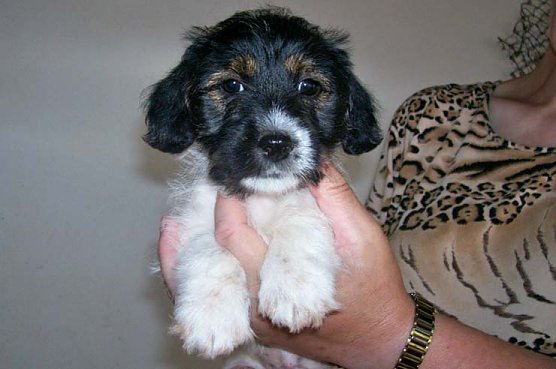 Elfi (Foto: Tierheim)