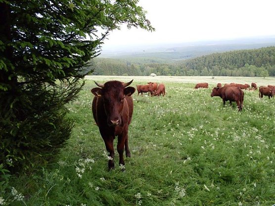Rotvieh auf den Wiesen (Foto: Dr. Gunter Karste) Rotvieh auf den Wiesen (Foto: Dr. Gunter Karste)