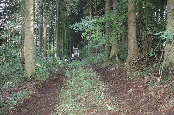 Waldarbeiten (Foto: I. Bergmann)