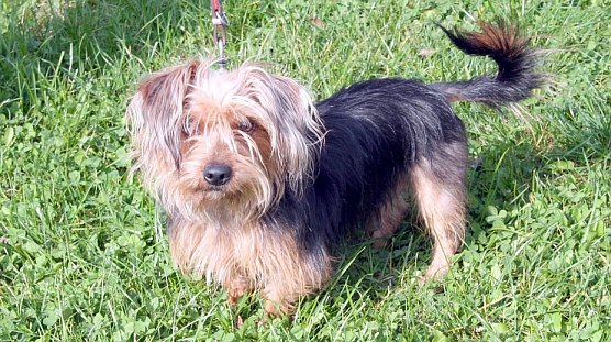 Im Nordh&auml;user Tierheim (Foto: rh)