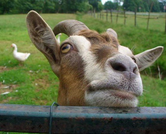 Auf die Hörner genommen (Foto: JKS) Auf die Hörner genommen (Foto: JKS)