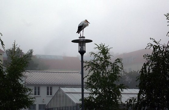 G&ouml;rsbacher Storch in Nordhausen? (Foto: privat)