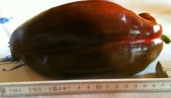 Gute Ernte (Foto: privat) Gute Ernte (Foto: privat)