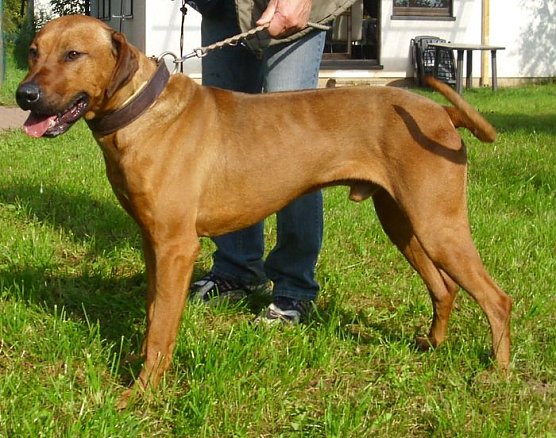 Buck (Foto: C. Knust)