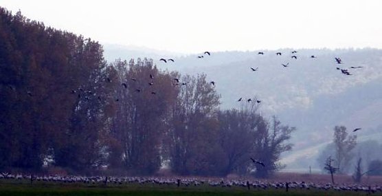 Kraniche in der Aue (Foto: privat) Kraniche in der Aue (Foto: privat)