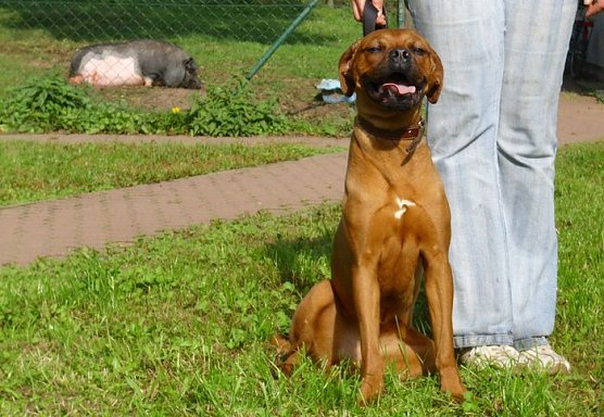 Luna (Foto: C. Knust) Luna (Foto: C. Knust)