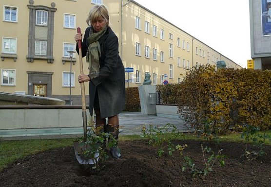 Rose gepflanzt (Foto: nnz) Rose gepflanzt (Foto: nnz)