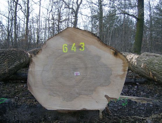 Angebot (Foto: Forstamt Bleicherode)