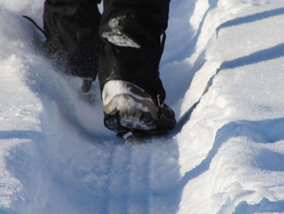 Schneestapfen (Foto: privat) Schneestapfen (Foto: privat)