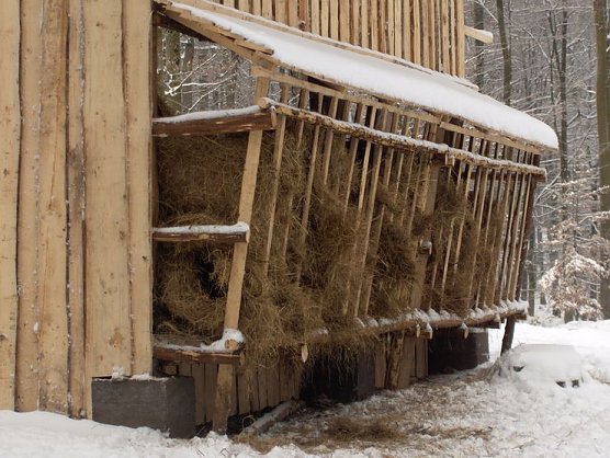 Hilfe in der Notzeit (Foto: Forstamt) Hilfe in der Notzeit (Foto: Forstamt)