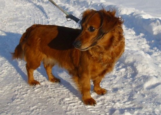 Dackeldame Susi (Foto: C. Knust) Dackeldame Susi (Foto: C. Knust)