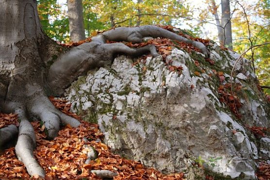 südharz (Foto: südharz) südharz (Foto: südharz)