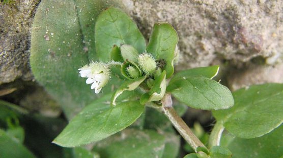 Vogel-Sternmiere (Foto: B. Schwarzberg)