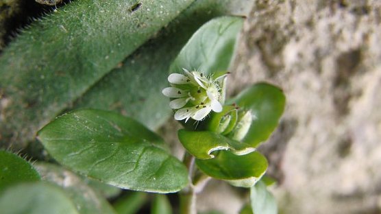 Vogel-Sternmiere (Foto: B. Schwarzberg)