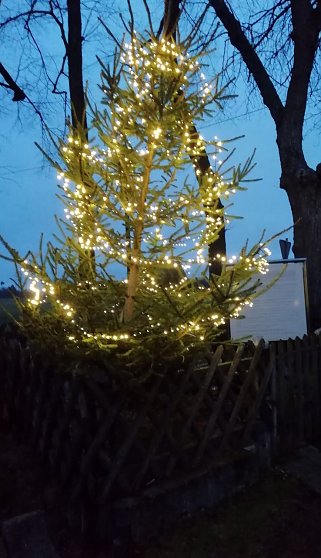 Bild: Weihnachtsbaum in Sophienhof