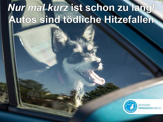 Bild: Hund und Hitze