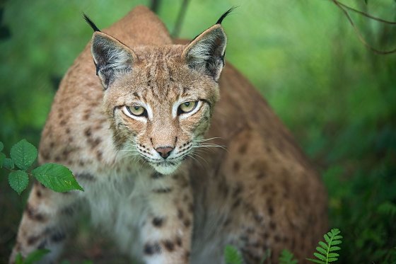 Bild: Luchs Leo
