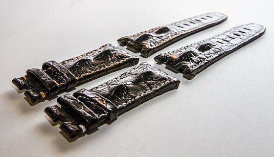 Bild: Krokodil am Arm