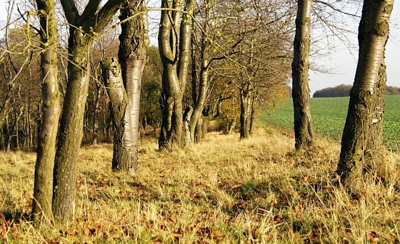 Bild: Kommt er nun bald - der Fr&uuml;hling?