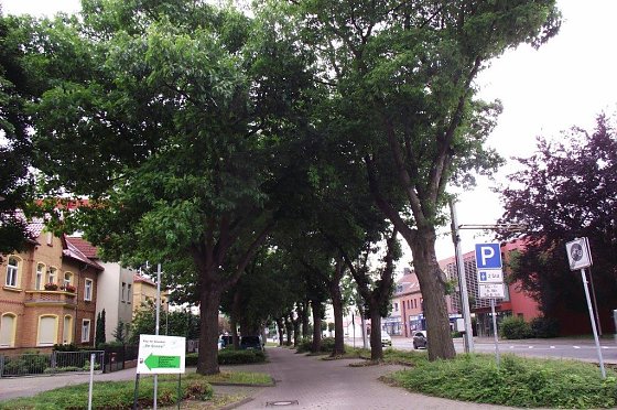 Bild: Beeindruckend die Eichen-Baumreihen in der Grimmelallee.