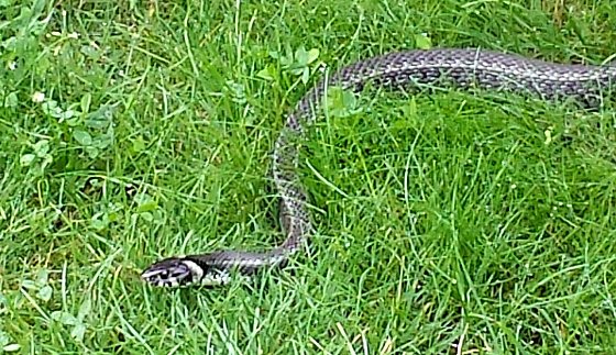 Bild: Besuch im Garten