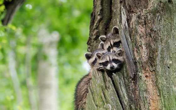 Bild: Der Waschb&auml;r ist bei uns angekommen