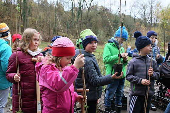 Bild: Die Grundsch&uuml;ler haben Hainbuchen, Vogelkirschen und Holz&auml;pfel gepflanzt.