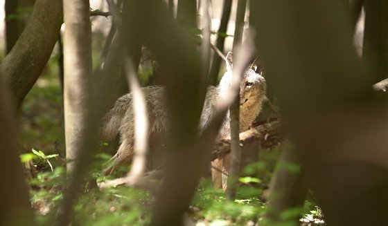 Bild: Weiblicher Jungwolf bei Ohrdruf 