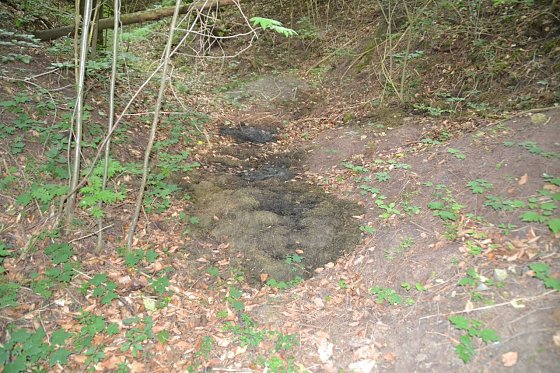Bild: Gr&uuml;nabf&auml;lle werden zunehmend im Wald entsorgt