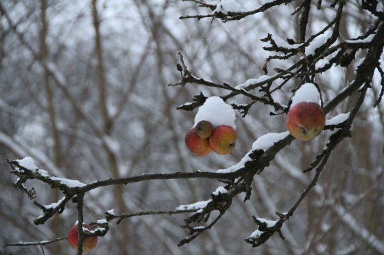Bild: Wetter-Bild