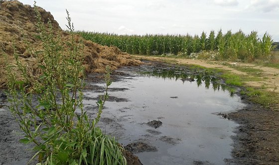 Bild: G&uuml;llesee im Landkreis Nordhausen