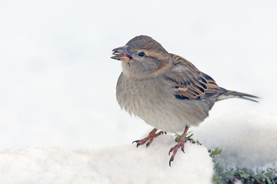 Bild: Er ist der Dominator: Der Haussperling