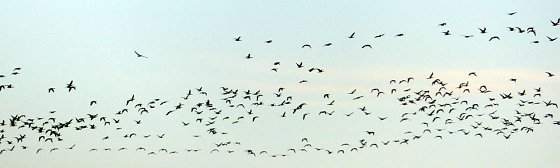 Bild: Riesiger Schwarm bei Nordhausen