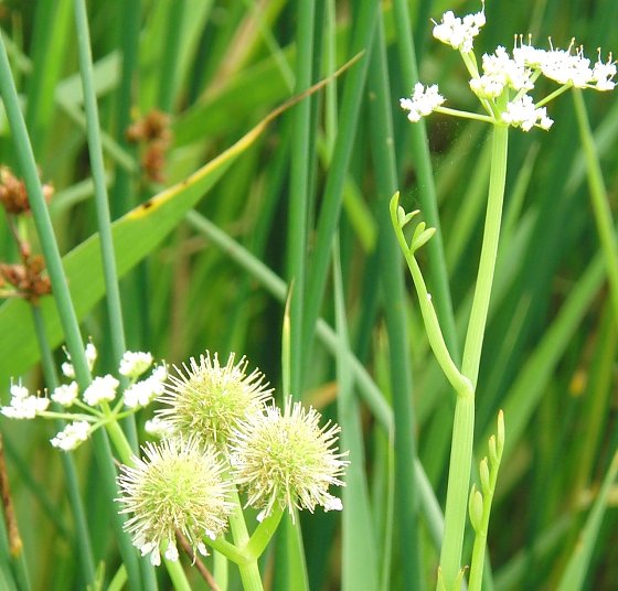 Bild: Ein naher Verwandter des Schierlings-Wasserfenchels (Oenanthe conioides) ist der R&ouml;hrige Wasserfenchel (Oenanthe fistulosa). Er ist in Th&uuml;ringen vom Aussterben bedroht und hat im NSG Schlossberg-Solwiesen am Kyffh&auml;user einen seiner letzten Wuchsorte. Die sehr giftige Art wurde einst zwecks Beseitigung unliebsamer  Zeitgenossen in manchen Regionen gesch&auml;tzt. (11.7.2010, NSG Schlossberg-Solwiesen)