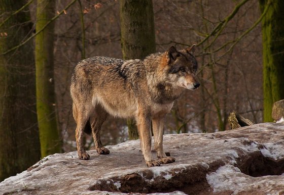 Bild: Heimisch geworden: der Wolf