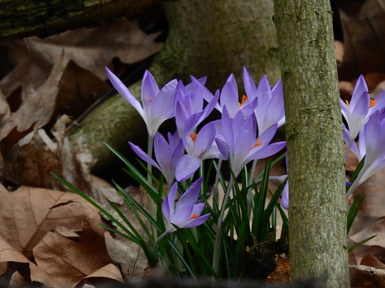 Bild: Der Fr&uuml;hling kommt - trotz Frost