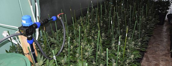 Bild: Cannabispflanzen beschlagnahmt