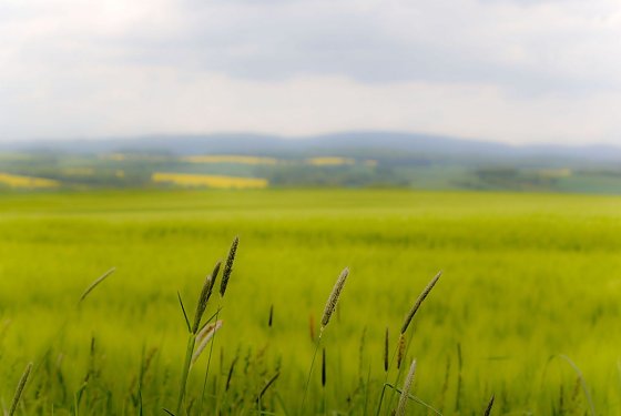 Bild: Wetter-Bild