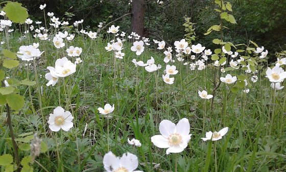 Bild: Gro&szlig;es Windr&ouml;schen (Anemone Silvestris)